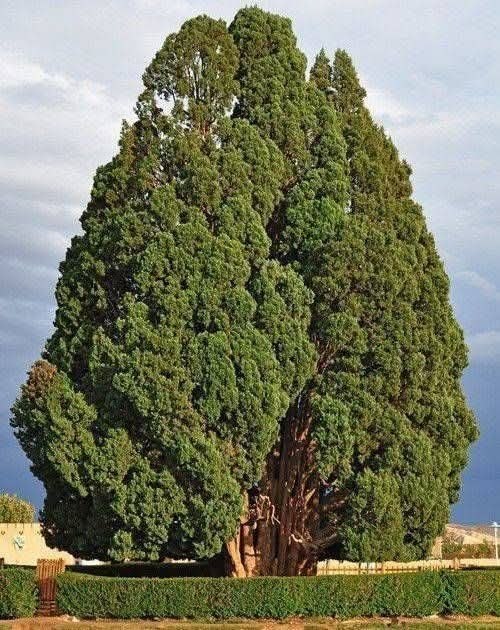 خبرازما: 🟡 در جهان ۲۶ درخت وجود دارند که عمرشان بیش از میلاد مسیح است؛ یکی از این درختان سرو ابرکوه یزد با قدمت ۴ هزار سال است#در