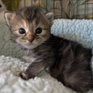 Telegram profile photo for скинь кота