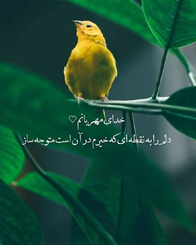 شبکه باران: خدای مهربانم دلم را به نقطهای که خیرم در آن است متوجه ساز#مناجات #خدایا_شکرت