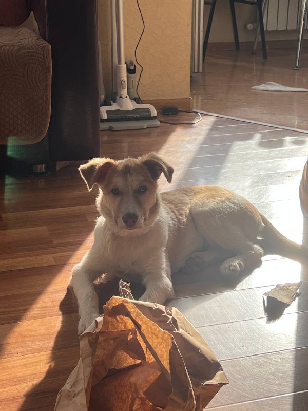 Дом или Передержка для Мишель 🆘 — фото 1