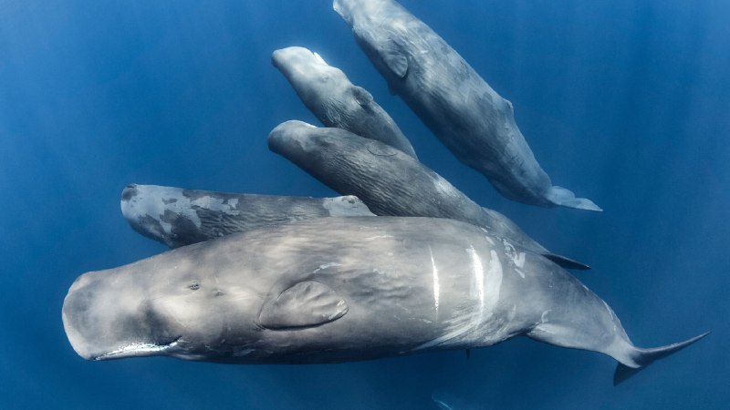 Whale you save me?A family of sperm whales, Indian Ocean (© Tony Wu/Nature Picture Library)