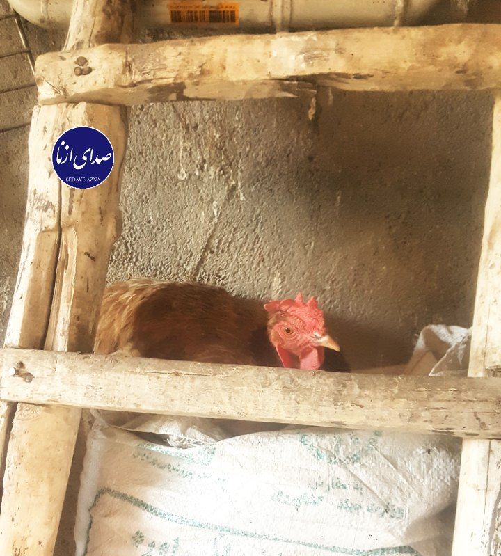 صدای ازنا: ✔️ به نام خدادوشنبه۲۶ مرداد ۱۴۰۵ خورشیدی۴ ربیع الاول ۱۴۴۸ قمری۱۷ آگوست ۲۰۲۶ میلادی📸 یک منزل روستایی در کهریز سفید ، شهرس
