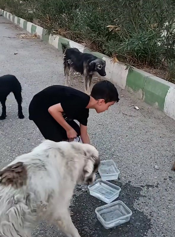 خنده بازار 💯: به کودکان مهربانی با حیوانات را آموزش بدیم شاید در نسل های آینده شاهد حیوون آزاری در این مملکت نباشیم ✍Mahtob@khandbazar