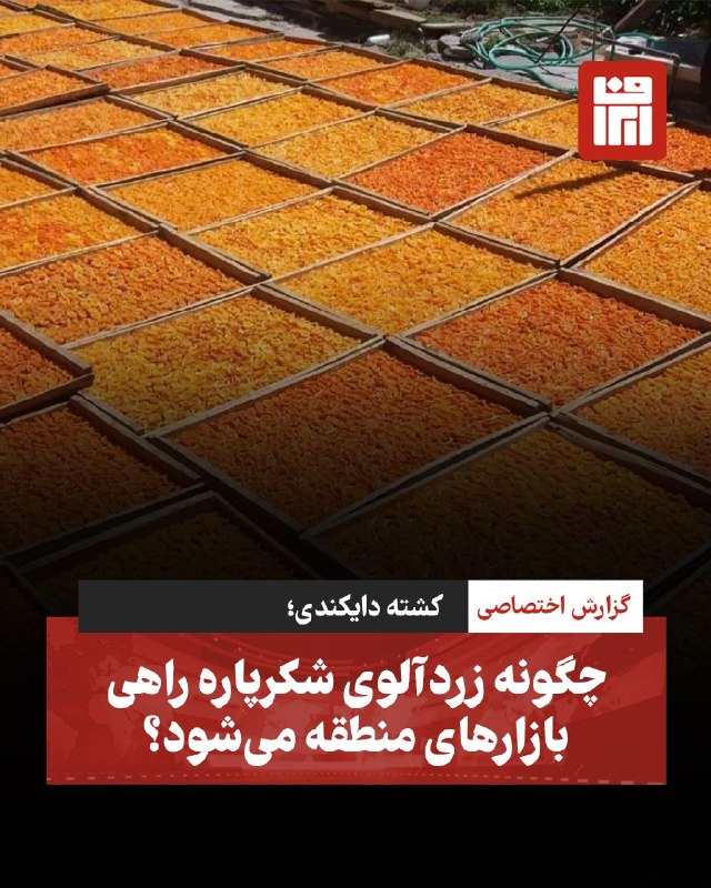 افغانستان و هرات: 🔴🔴خشکبار دایکندی؛ عرضه زردآلوی شکرپاره در بازارهای منطقه‌همزمان با فصل برداشت زردآلو در دایکندی، باغداران سرگرم پهن کردن