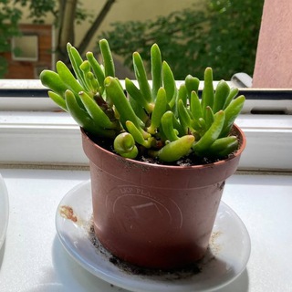🌴Share your plants! - Weimar