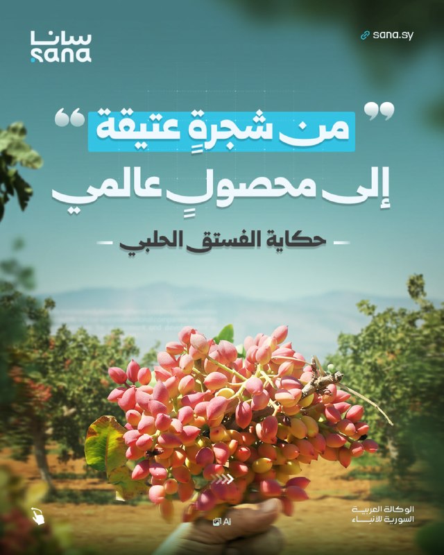 עץ שליווה את הסורים לאורך מאות שנים, והפך לאחד מגידולי היצוא הבולטים במדינה. למד על סיפורו של הפיסטוק החאלב…