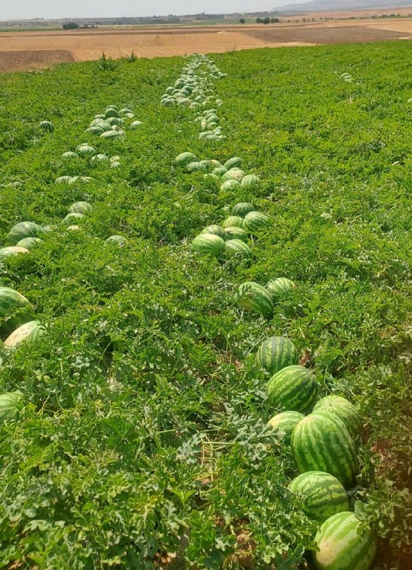 قیدار آنلاین: 🍉🍉🍉🍉🍉🍉🍉🍉🍉🍉🍉🍉باسلام هندوانه فروش عمده قیمت توافقی عمده نیسان خاور ده تن 🍉🍉🍉🍉🍉🍉🍉🍉🍉🍉🍉🍉شماره تماس ‌09031605152🏔 @gheydar_onl