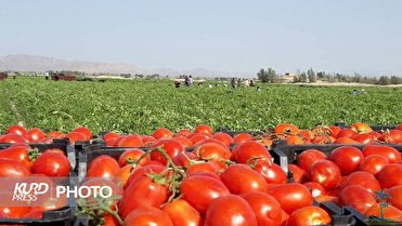 KurdPress | کُردپرس: 📰 کاهش سطح زیر کشت گوجهفرنگی در آذربایجان غربی📝 سرویس آذربایجان غربی- رئیس سازمان جهاد کشاورزی آذربایجانغربی از آغاز ب