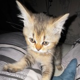 костя эвей