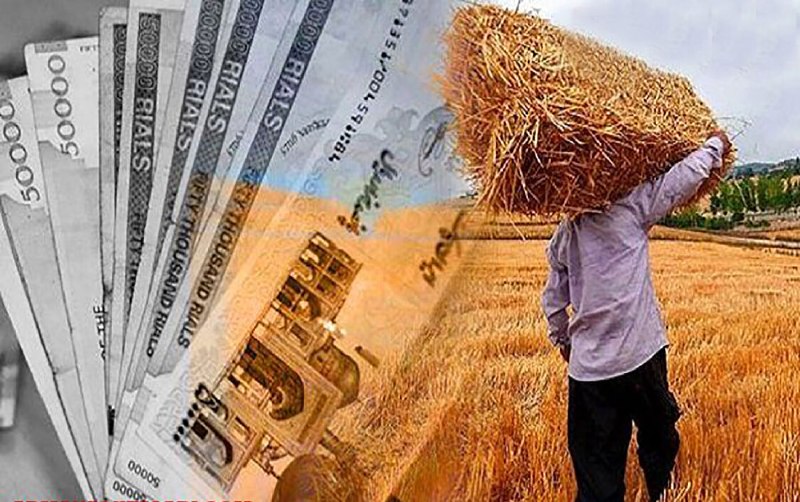 הארגון למיקוד סובסידיות: סך 62.3 המת הופקדו למגדלי חיטה