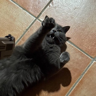 Ssc Napoli Telegram Group Link