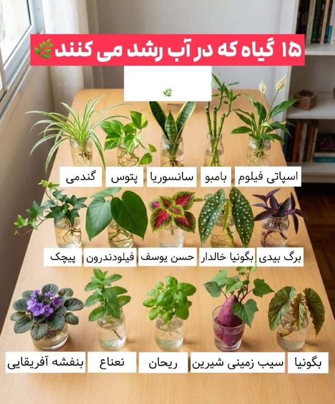 رهیافته-(تازه مسلمانان): #جالب_است_بدانید 15 گیاه که در آب رشد می کنند💗 کانال رهیافتگان ( انجمن شهید ادواردو آنیلی( مهدی) را به دوستان خود معرفی 