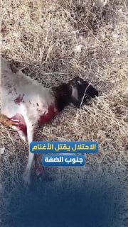 الاحتلال يطلق الرصاص على راع فلسطيني ويقتل أغنامه غرب الخليل