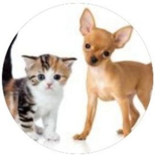 pets_cats_video Telegram Group Link