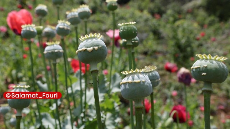 سلامت فوری 🍏: در ستاد مبارزه با موادمخدر هیچ بحثی درباره کشت خشخاش وجود ندارددبیرکل ستاد مبارزه با موادمخدر:🔹کشت خشخاش بر اساس قانون ص