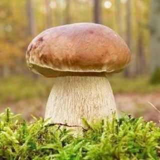 Грибник НК🍄‍🟫