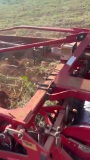 A look at a potato harvester digging through the soil and leaving freshly separated potatoes behind in a field in ChinaScience and facts💡
