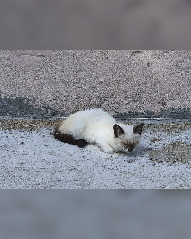 Около дома на Авангарде появился котёнок очень...