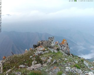 Посмотрите каких барсиков запечатлела фотоловушка в Китае: https://lentach.media/qlz59