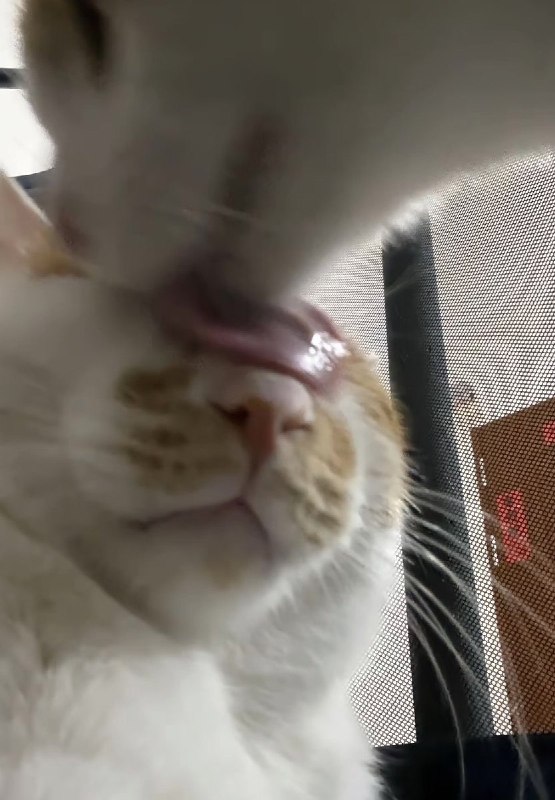 کاکتوس🌵: من و تو در دنیای گربه ها⭐@Cactos 🌵