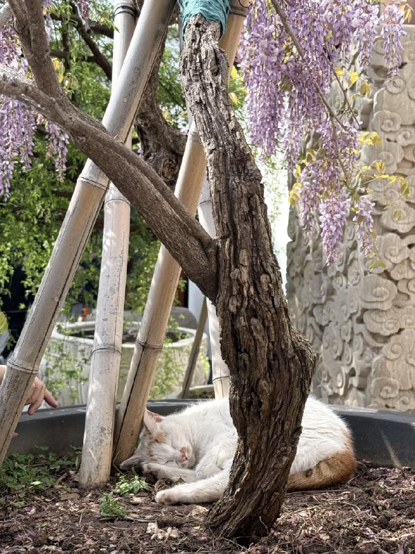 以前不知道上海有座漂亮的寺庙龙华寺以前不知道上海有座漂亮的寺庙龙华寺