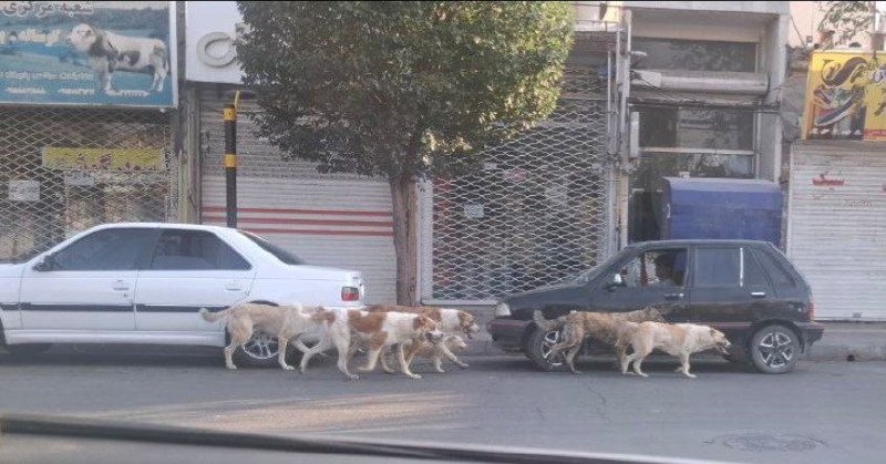 کانال قوچان خبر: 🎙️ #صدای_شهروند 🔹سلام وقتتون بخیر خداقوت متاسفانه دیدن حرکت سگ های ولگردی که نزدیک به میدان مرکزی شهر هستند باعث نگرانی