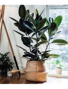 💚🏡 گلخانه آپارتمانی 🏡💚: شرایط نگهداری از #فیکوس_بلکمهمترین نکته طلائی 🌸دمای مناسب🌸پس از خرید فیکوس باید دمایی بین 15 تا 23 درجه سانتیگراد را ب