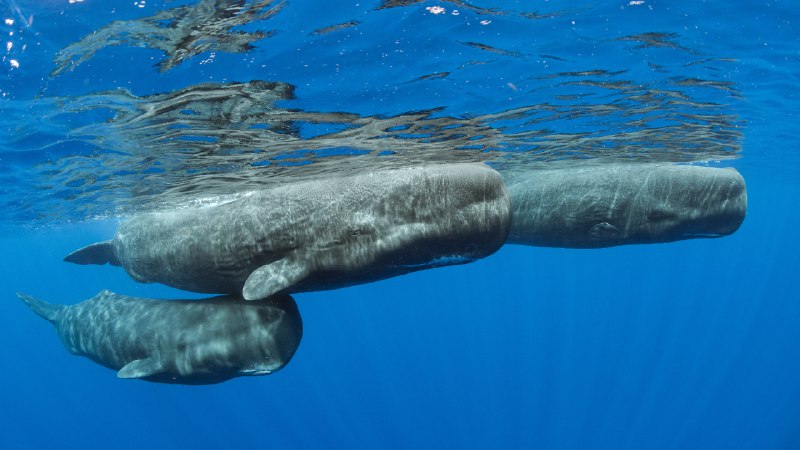 来一口新鲜空气抹香鲸浮出水面，多米尼克 (© Franco Banfi/Minden Pictures)