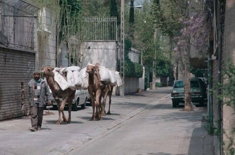 تهران نیوز | Tehran News: ✅ آخرین کاروان شترها در تهران سال ۱۳۸۰ 🔸حوالی خیابان محمودیهرسانه خبری تهران نیوز👇🌇 @TehranNews