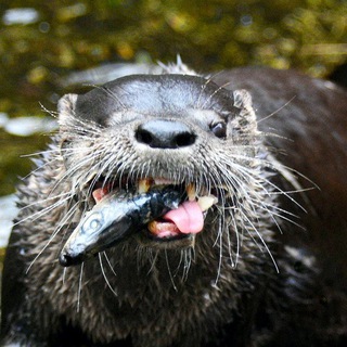 North American River Otter Telegram Group Link