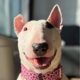 Gena the Bull