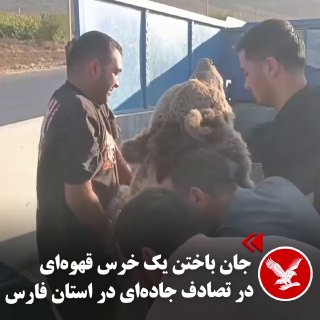 מותו של דוב חום בתאונת דרכים במחוז פארס דוב חום מת בשבת, 24 באוקטובר, בעקבות התנגשות במכונית ליד הכפר קוואמ…
