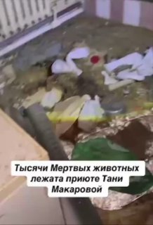 Осторожно, жёсткое видео! В приюте известной ростовской зоозащитницы Татьяны Макаровой обнаружили сотни трупов домашних животных.Местные волонтёры связались с владелицей приюта «Забытые сердца» и попросили показать животных. Когда Татьяна Макарова проигнор