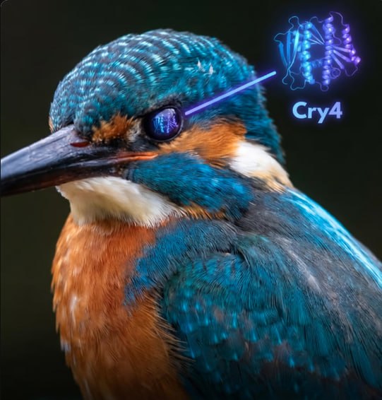 Birds can literally see the Earth’s magnetic field thanks to specialized light-sensitive proteins in their eyes.Migratory birds possess one of nature’s most remarkable superpowers: the ability to navigate thousands of miles with incredible precision. At the center of this ability is a protein called Cry4 (cryptochrome 4), found in the retinas of their eyes.When blue light enters the bird’s eye, it triggers a quantum reaction in the Cry4 proteins known as the radical pair mechanism. This ultra-sensitive process responds to the orientation and strength of the Earth’s magnetic field, essentially turning the bird’s visual system into a biological compass.Scientists believe birds don’t just sense magnetism — they may actually see it. The quantum fluctuations likely appear as subtle visual patterns, shadows, or color gradients overlaid on their normal vision, much like an augmented reality heads-up display.This extraordinary adaptation allows migratory birds to cross oceans, deserts, and mountain ranges with pinpoint accuracy, relying on the strange rules of quantum mechanics to guide them on their epic journeys.Science and facts💡