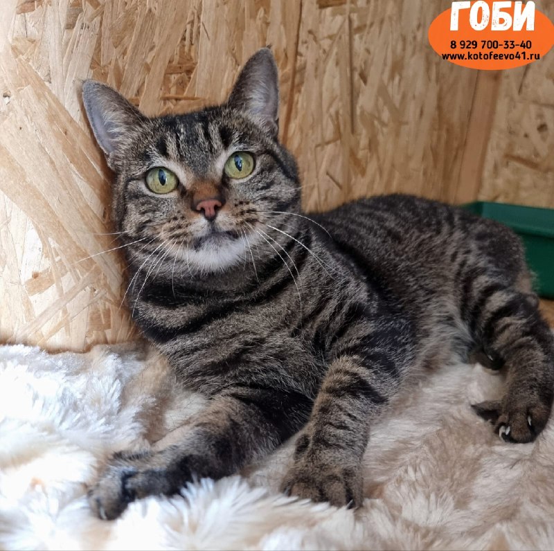 Кошечка *Гоби*
Застенчивая лапочка с грустными...
