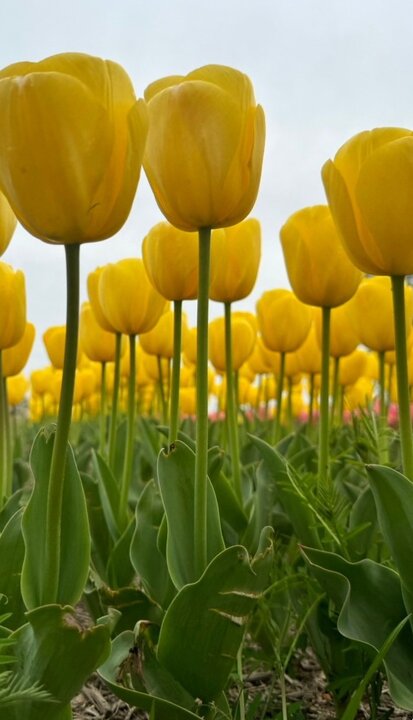 九州遠賀川川敷公園的鬱金香和櫻花