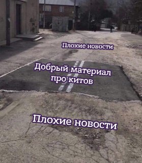 Пережившие китобоев. Кто такие гренландские киты, что они делают в Охотском море и как ученые-биологи спасают их от вымирания: https://lentach.media/puLI5
