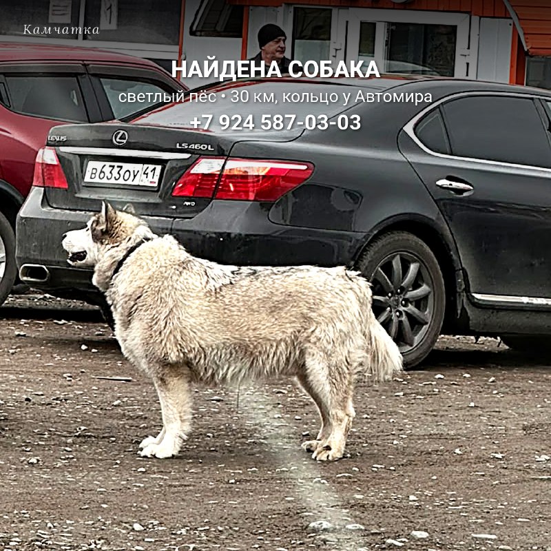 Найден светлый пёс у Автомира

14 октября на кольце у...