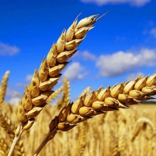 Продам - куплю Березівка , послуги