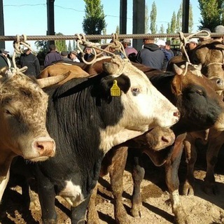 🐂CHIROQCHI MOL BOZORI🐂