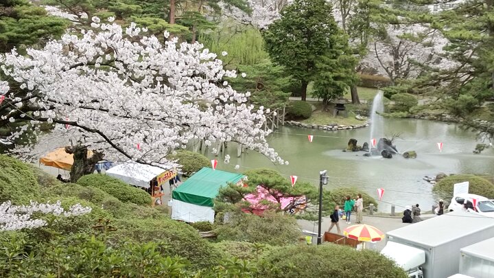 秋田千秋公園賞櫻