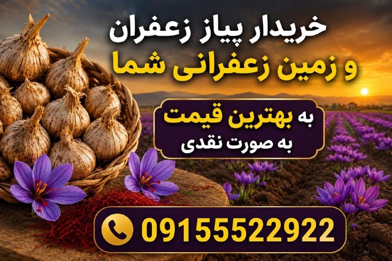 سرایان20: 🟣زمین زعفرانی و پیاز زعفران شما را به بهترین قیمت و به صورت نقدی خریداریم.حسین شجاعی09155522922