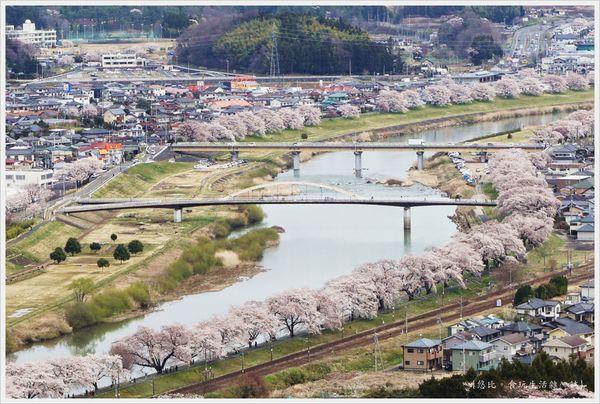 [日本東北|宮城縣 櫻花滿開。船岡城址公園。白石川堤一目千本櫻]