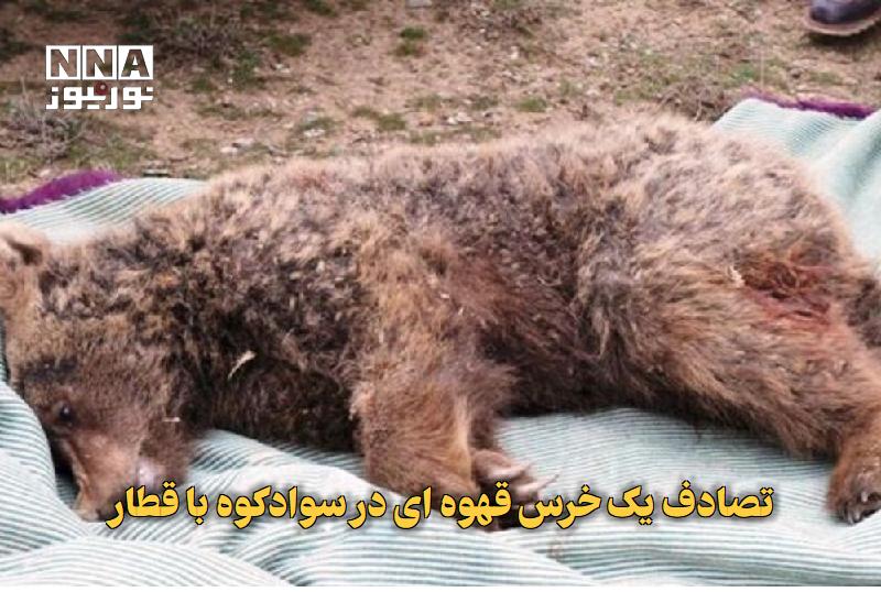 نورنیوز: ✅ تصادف یک خرس قهوهای در سوادکوه با قطار🔹 یک قلاده خرس قهوهای در محدوده تنگه سرخ سوادکوه در اثر برخورد با قطار، تلف شد