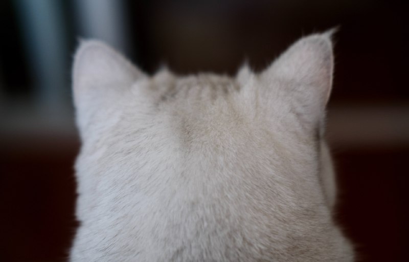 头上两个小犄角