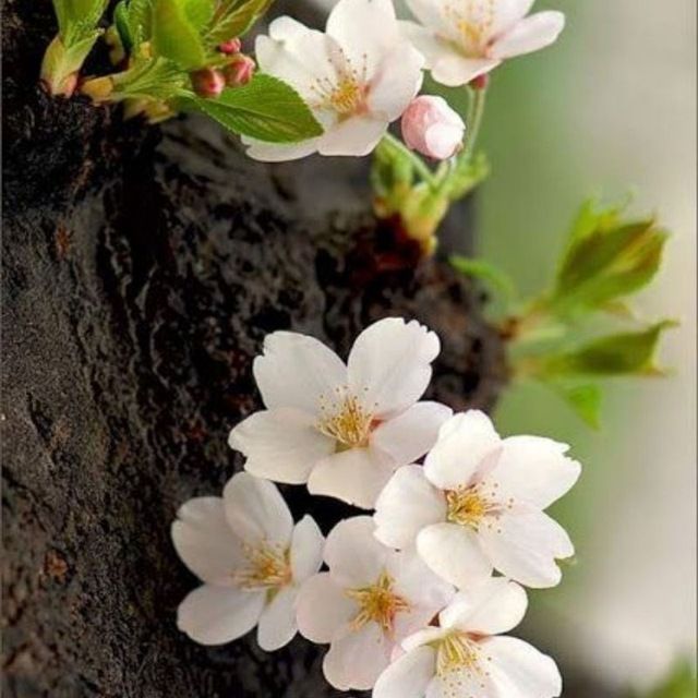 جملات ناب: #هرمان_هسهدانش را میتوان به دیگری آموختاما خرد را نه..@jomaalat_nab 