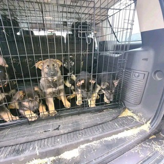 Edward pets service Telegram Group Link