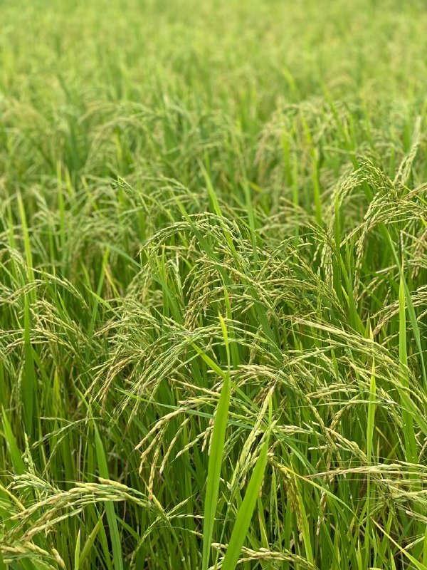 کانال اطلاعرسانی ترکمحله: ⸻🌾خوشهها خم شده از سنگینیِ نانِ حلالقصهی دستِ زمین است و دلِ مردِ زلالسبزیِ دشت، نفسِ تازهی یک رویا شدعرقِ پیشانیِ عش