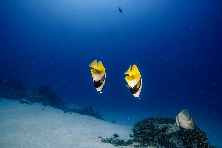 ║帛琉║ 潛水日誌 2 - 鯊魚風暴、情人節夜市