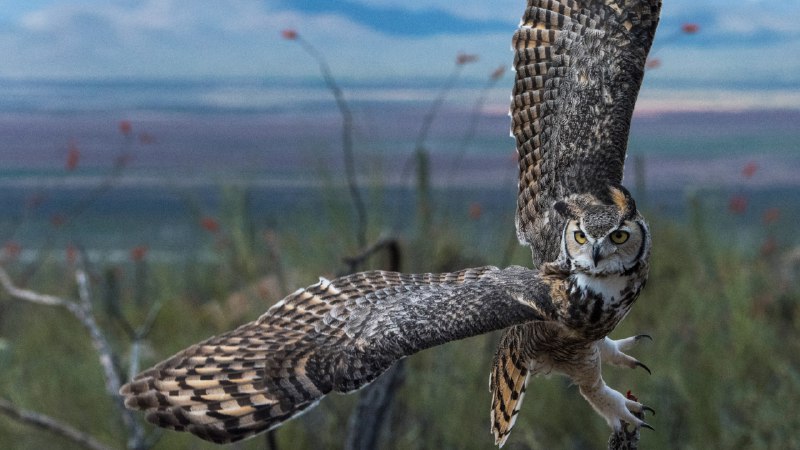 Hoots and hauntsGreat horned owl (© Mark Newman/Getty Images)